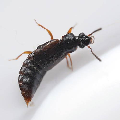 Réf. 337 263 : Omalium rivulare